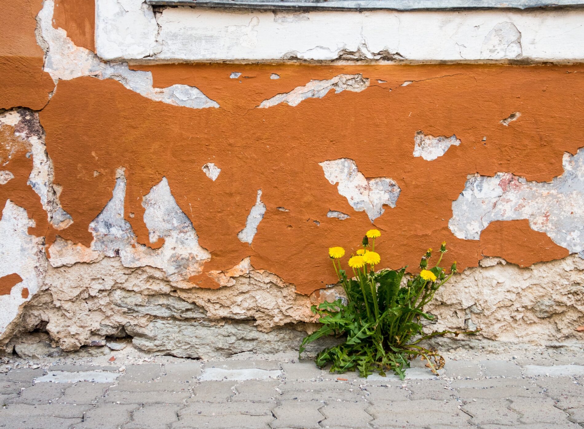 Plante sauvage poussant au pied d'un mur.